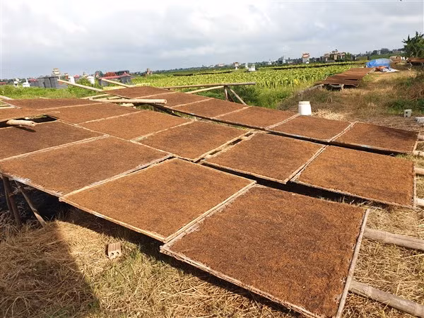 Từng phên thuốc lào được phơi dưới nắng vàng.