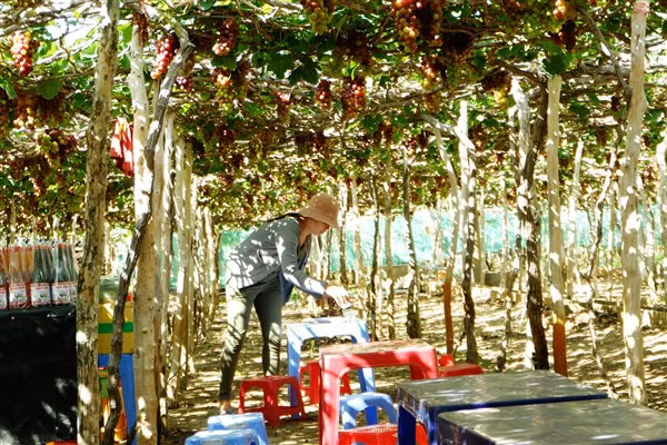 Vườn nho Thái An.