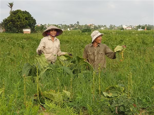 Mùa thu hoạch thuốc lào cánh đồng xã Kiến Thiết rộn vang tiếng cười.