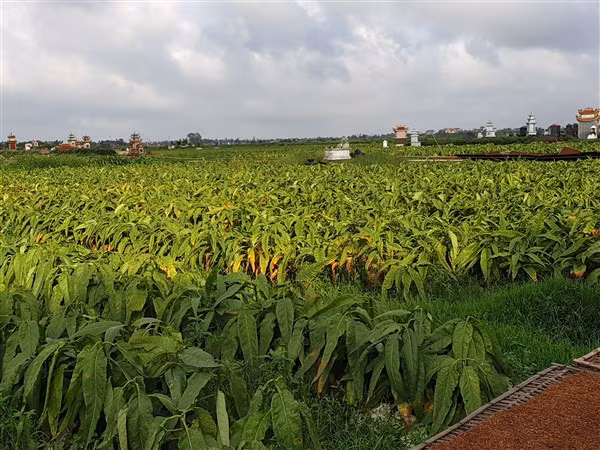 Thửa thuốc lào sắp được thu hoạch.