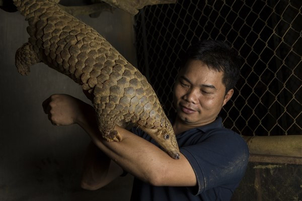 Anh Nguyễn Văn Thái bên cá thể tê tê.