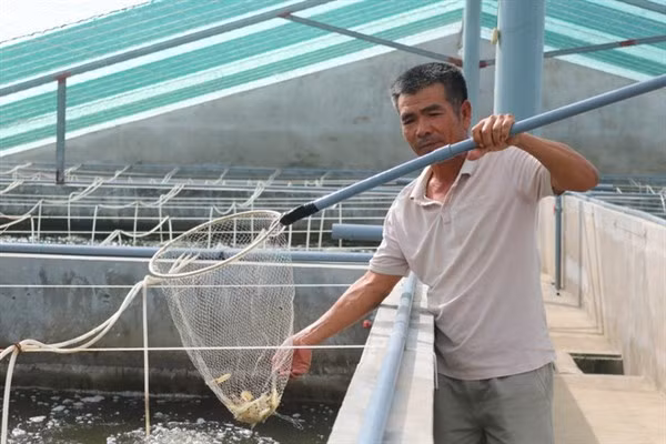 Tôm nuôi trong bể nổi phát triển tốt và đồng đều.