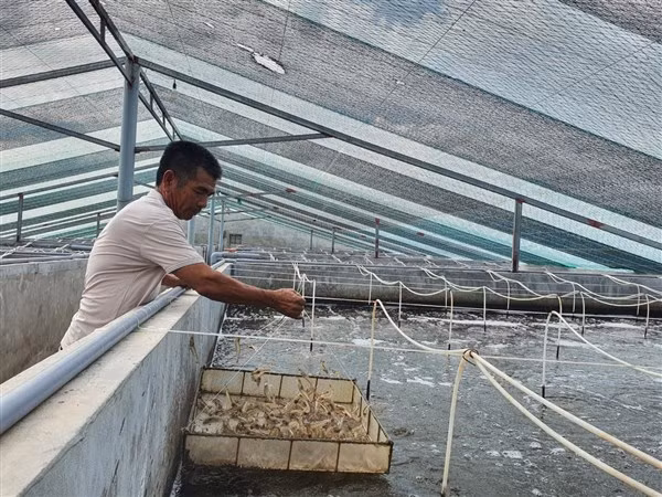 Ông Bình kiểm tra lượng thức ăn ở các bể để điều chỉnh phù hợp tránh dư thừa.