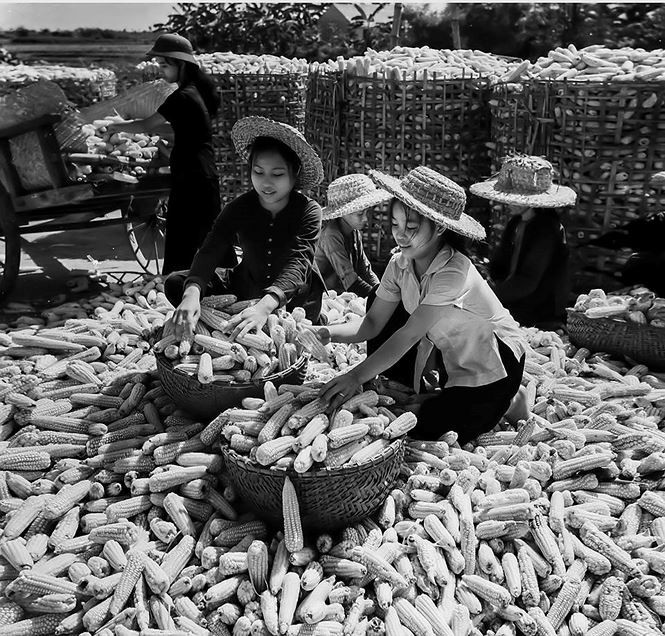 Những vựa ngô ven sông Hồng, sông Đáy trong kháng chiến chống Mỹ, năm 1967 Những vựa ngô ven sông Hồng, sông Đáy trong kháng chiến chống Mỹ, năm 1967