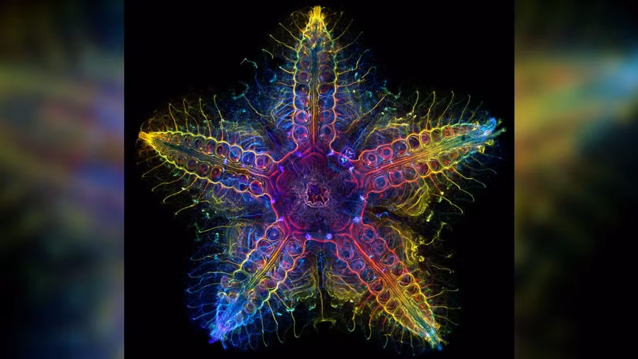 Sao biển bắt đầu như những quả trứng được thụ tinh, nở ra và trở thành ấu trùng trôi nổi trong đại dương, giống như sinh vật phù du. 