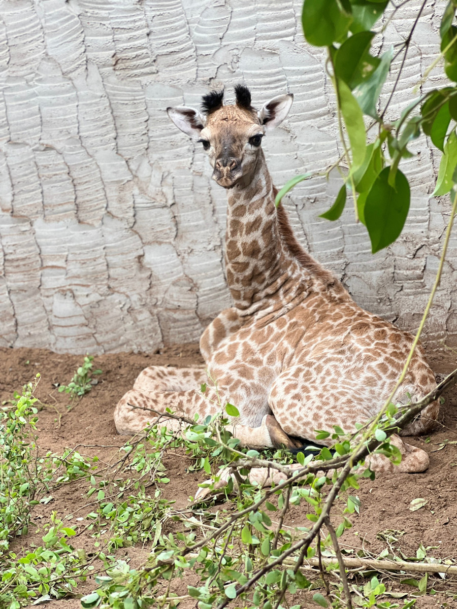 Một con hươu cao cổ trong Thảo Cầm Viên Sài Gòn. Ảnh: SaiGonZoo. Một con hươu cao cổ trong Thảo Cầm Viên Sài Gòn. Ảnh: SaiGonZoo.
