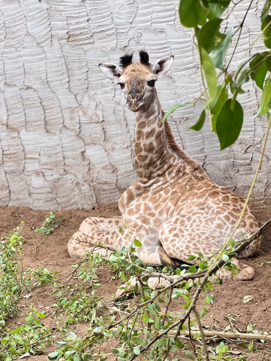 Một con hươu cao cổ trong Thảo Cầm Viên Sài Gòn. Ảnh: SaiGonZoo.