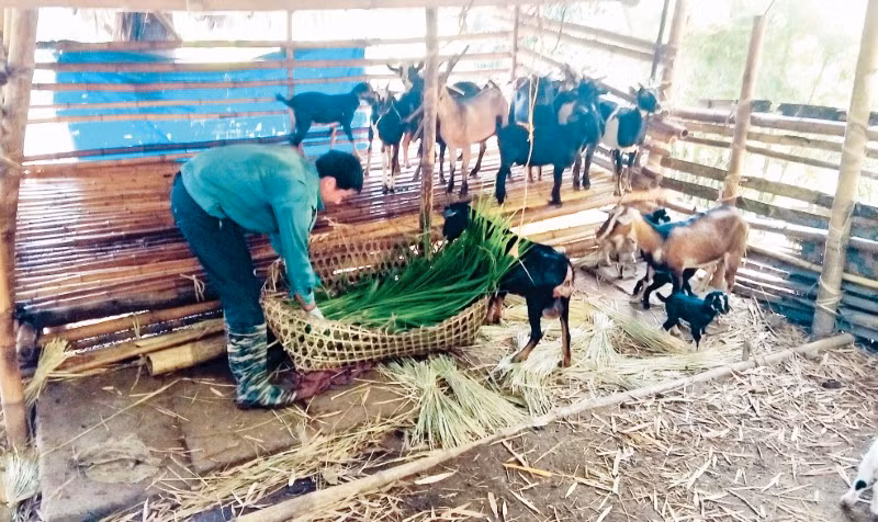 Anh Hà Văn Khương (con trai ông Hội) đang chăm sóc đàn dê sinh sản của gia đình