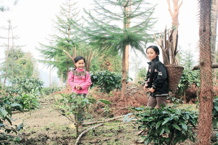 Một số hộ ở xã Huồi Tụ đã sang Tây Sơn xin giống pơ mu, sa mu về trồng