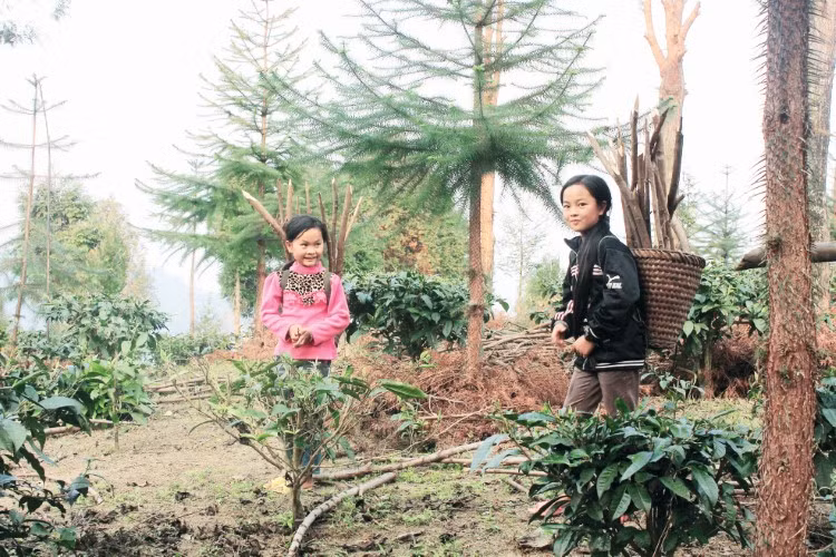 Một số hộ ở xã Huồi Tụ đã sang Tây Sơn xin giống pơ mu, sa mu về trồng