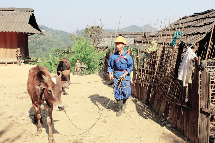 Người Mông ở Tây Sơn biết trồng trọt, nuôi trâu bò để phát triển kinh tế