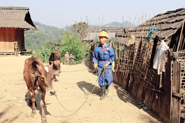 Người Mông ở Tây Sơn biết trồng trọt, nuôi trâu bò để phát triển kinh tế