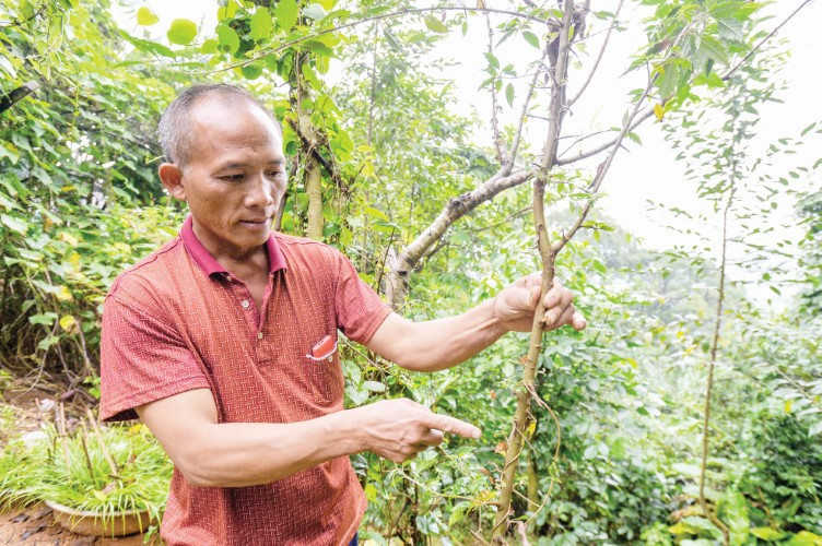 Ông Vừ Rá Tênh cũng là người tiên phong trồng táo mèo ở Tây Sơn Ông Vừ Rá Tênh cũng là người tiên phong trồng táo mèo ở Tây Sơn