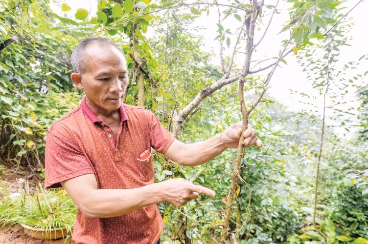 Ông Vừ Rá Tênh cũng là người tiên phong trồng táo mèo ở Tây Sơn