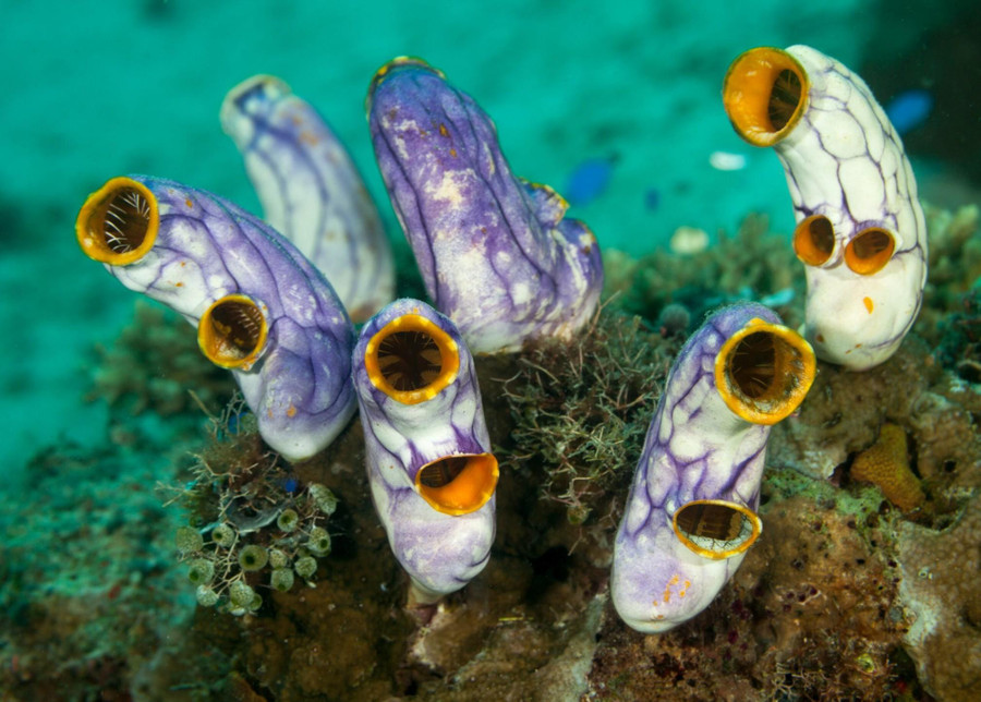 Mực ống biển. Mực ống biển.