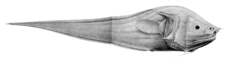 Cá bony-eared assfish. Cá bony-eared assfish.