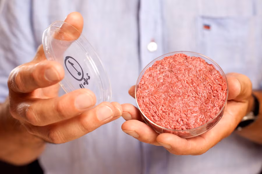 Một mẫu thịt được sản xuất trong phòng thí nghiệm tại Đại học Maastricht, Hà Lan.