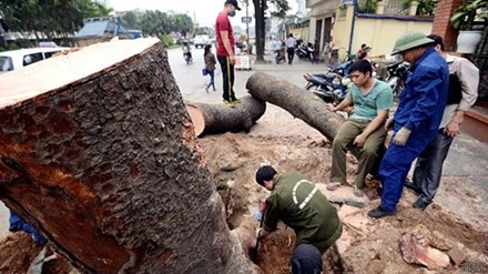 Bí thư Hà Nội yêu cầu trả lời 21 câu hỏi về vụ chặt cây