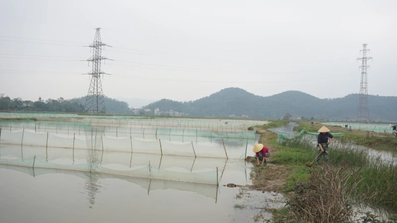 Xã Châu Nhân (huyện Hưng Nguyên, Nghệ An) là nơi duy nhất của Nghệ An có loại đặc sản “rươi” sinh trưởng.