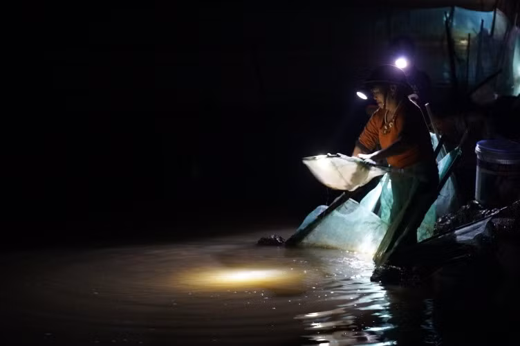 Rươi mọc đỏ ruộng ngày cao điểm.