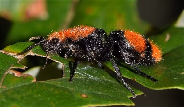 Nọc độc của kiến giết bò giúp giảm đau khi hóa trị.