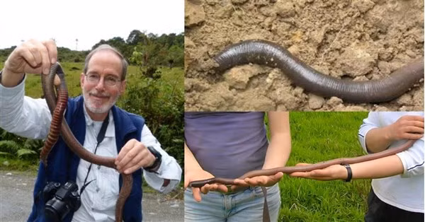Giun khổng lồ, loài đặc hữu ở Australia.