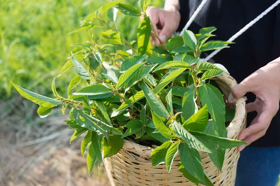 Cây molokhia, siêu rau của người Ai Cập.