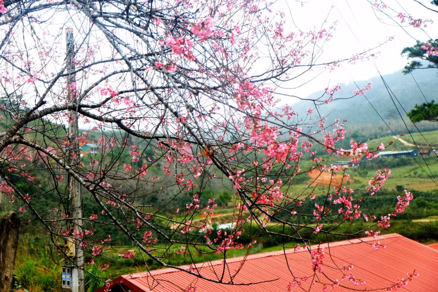 Đến Long Lanh ngắm đào nở ảnh 4