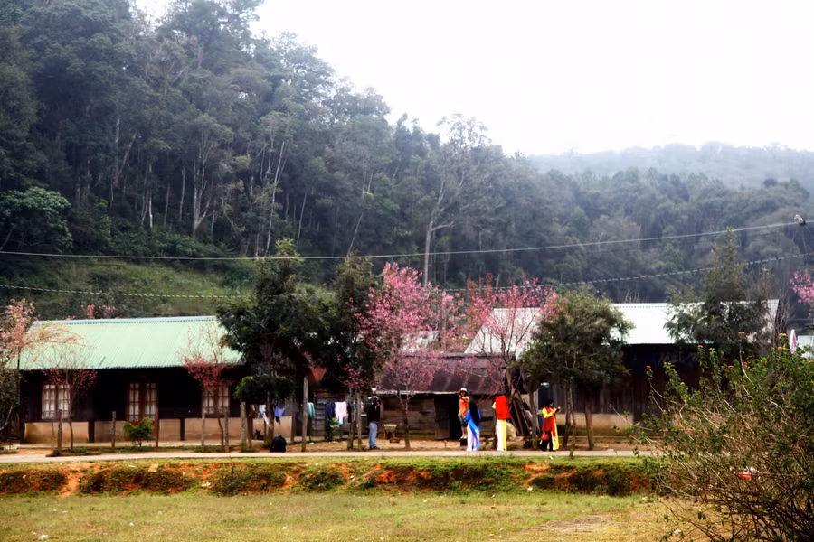 Đến Long Lanh ngắm đào nở ảnh 1