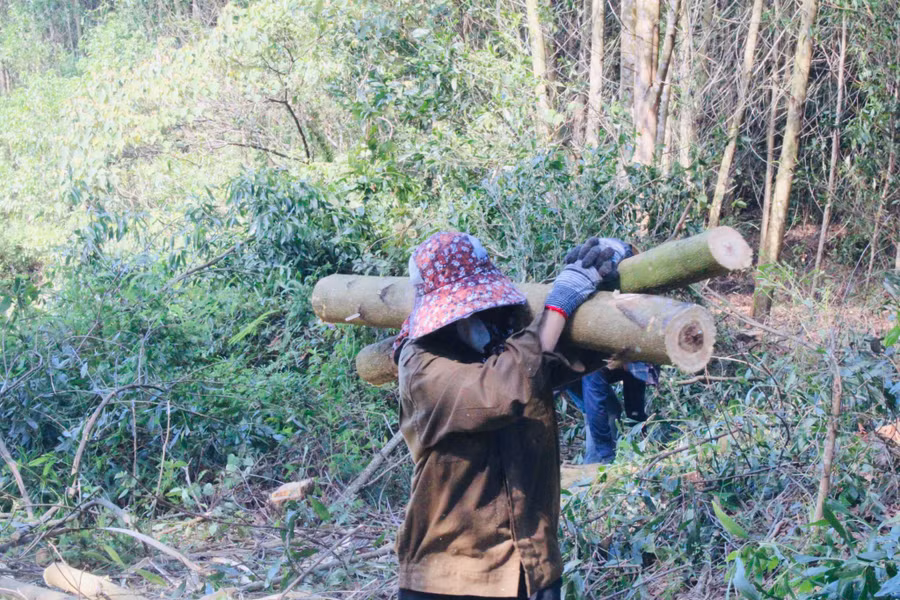 Nghề bóc vỏ keo đã trở thành nghề thời vụ quen thuộc của chị em phụ nữ vùng núi Hà Tĩnh. Nghề bóc vỏ keo đã trở thành nghề thời vụ quen thuộc của chị em phụ nữ vùng núi Hà Tĩnh.