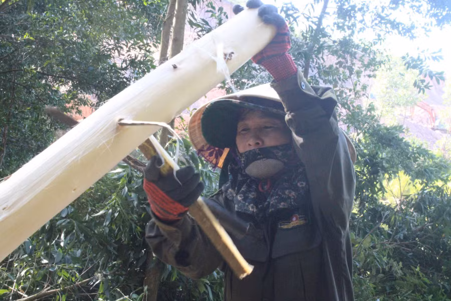 Trung bình, mỗi ngày bóc vỏ keo các chị được trả từ 200 - 300 nghìn đồng.