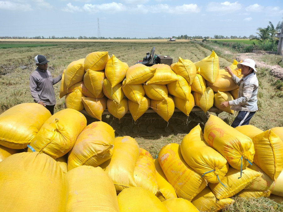 Nông dân gặt lúa xong đợi thương lái đến thu mua.