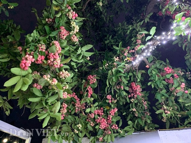 Lạ ở Yên Bái: “Cụ” roi hơn 40 tuổi đơm vạn quả trái vụ đón Tết hình ảnh 2 la o yen bai: “cu” roi hon 40 tuoi dom van qua trai vu don tet hinh anh 2