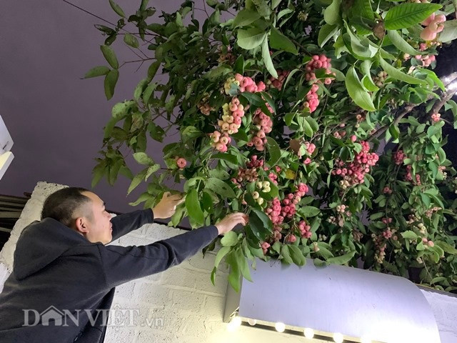 Lạ ở Yên Bái: “Cụ” roi hơn 40 tuổi đơm vạn quả trái vụ đón Tết hình ảnh 3 la o yen bai: “cu” roi hon 40 tuoi dom van qua trai vu don tet hinh anh 3