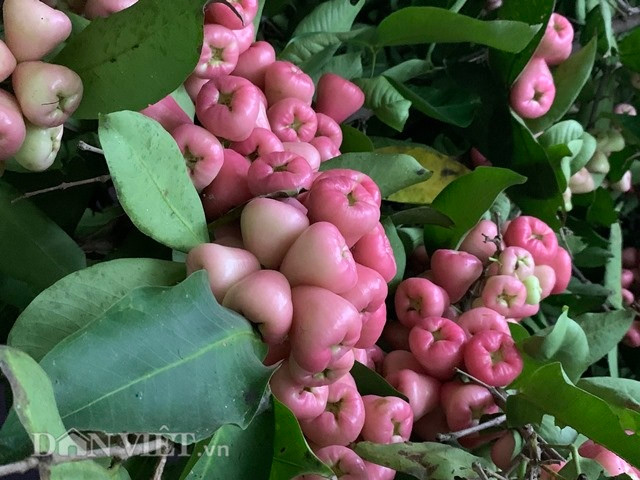 Lạ ở Yên Bái: “Cụ” roi hơn 40 tuổi đơm vạn quả trái vụ đón Tết hình ảnh 6 la o yen bai: “cu” roi hon 40 tuoi dom van qua trai vu don tet hinh anh 6