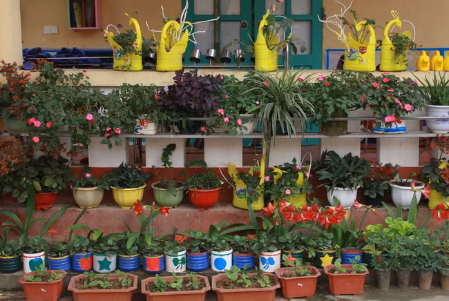 Mỗi bé chăm sóc một cây trước lớp học