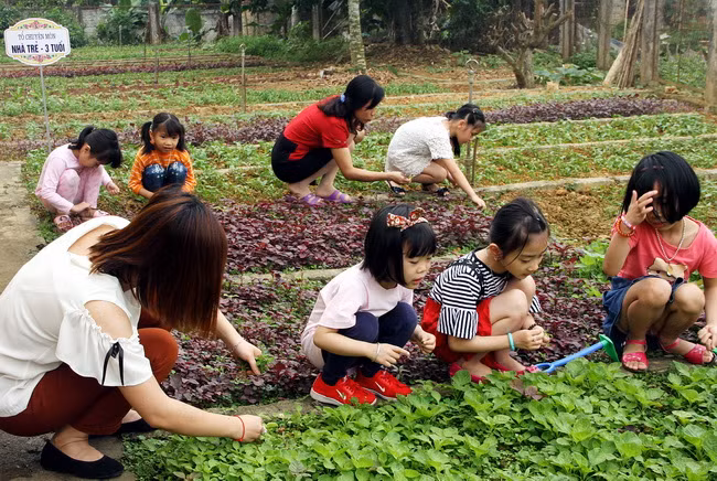 Các cô cùng trẻ chăm sóc vườn rau
