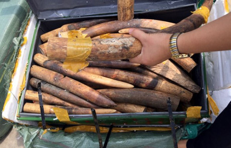 Bắt vụ vận chuyển hơn 300kg ngà voi qua đường hàng không - Ảnh 1 Bat vu van chuyen hon 300kg nga voi qua duong hang khong - Anh 1