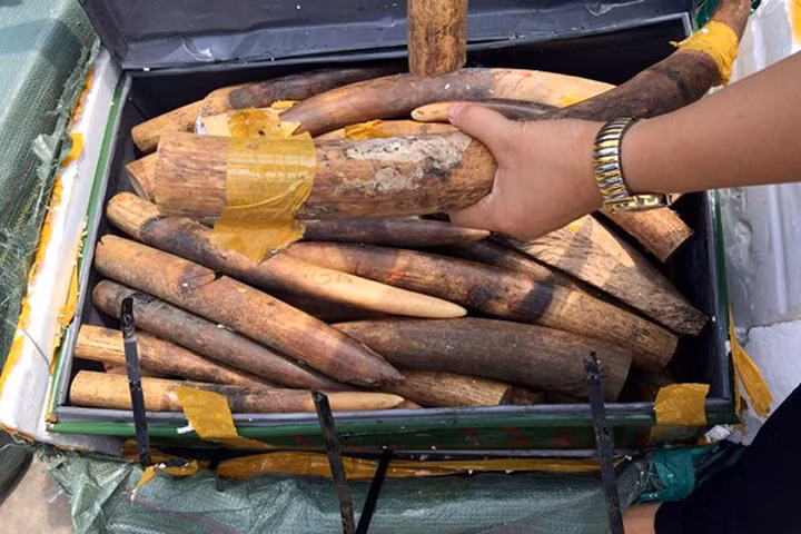 Bắt vụ vận chuyển hơn 300kg ngà voi qua đường hàng không