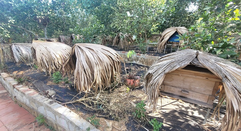 Việc nuôi ong nội đang là mô hình phát triển kinh tế của nhiều người dân ở huyện Vũ Quang. (Ảnh: Văn Chương) Việc nuôi ong nội đang là mô hình phát triển kinh tế của nhiều người dân ở huyện Vũ Quang. (Ảnh: Văn Chương)