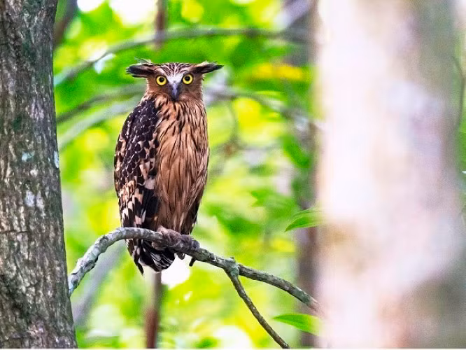 Cú cá đồng hung - loài chim cực kỳ quý hiếm ở Việt Nam được Tăng A Pẩu chụp tại Cà Mau.