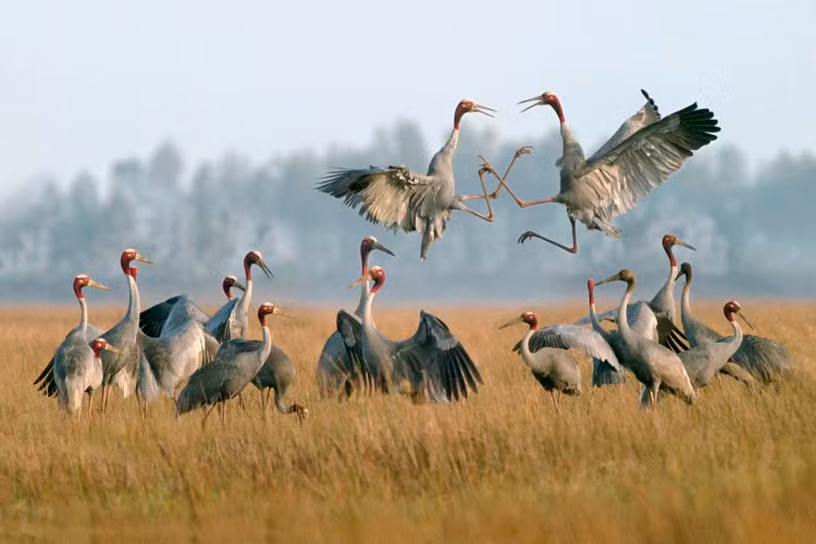 Sếu đầu đỏ là phân loài chim quý hiếm lọt vào ống kính của nhiếp ảnh gia Tăng A Pẩu tại Vườn quốc gia Tràm chim.