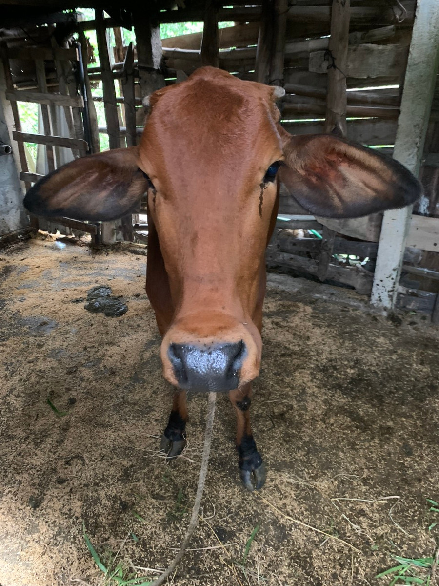 Dự án chăn nuôi bò được đầu tư, hỗ trợ đến các hộ gia đình tại các huyện Phong Điền, Nam Đông,... giúp người dân thoát nghèo bền vững.