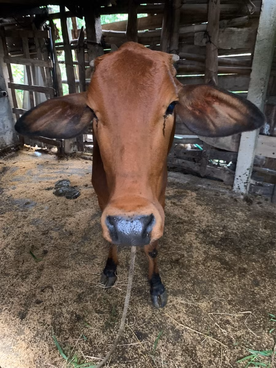 Dự án chăn nuôi bò được đầu tư, hỗ trợ đến các hộ gia đình tại các huyện Phong Điền, Nam Đông,... giúp người dân thoát nghèo bền vững.