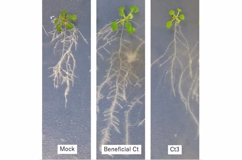 Kết quả cho thấy, Ct3 làm hạn chế đáng kể sự phát triển của rễ cây. 