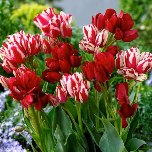 Rực rỡ hoa tulip ảnh 1