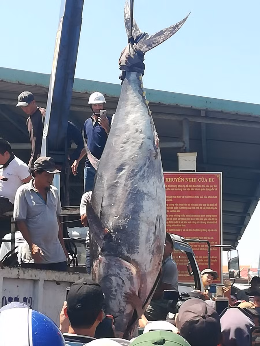 Phải dùng cần cẩu mới đưa được con cá ngừ khủng lên bờ. Ảnh:Công Hậu