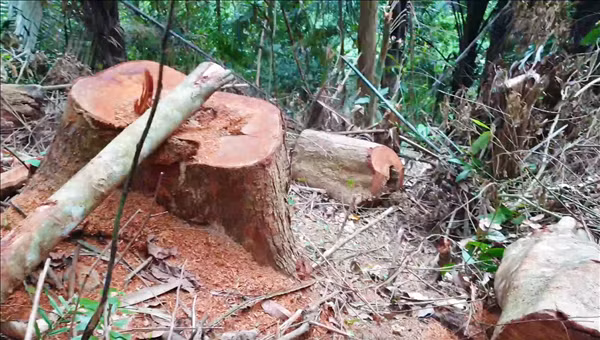 Nhiều cây rừng lớn nằm trong lâm phần quản lý của Ban quản lý rừng phòng hộ lưu vực sông Bến Hải bị cưa đổ được phát hiện vào cuối tháng 3/2021.