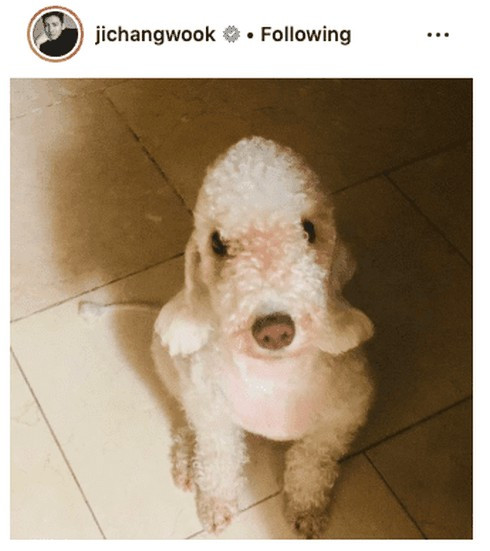 Ngắm bộ sưu tập thú cưng đình đám của loạt idol Kpop ảnh 1