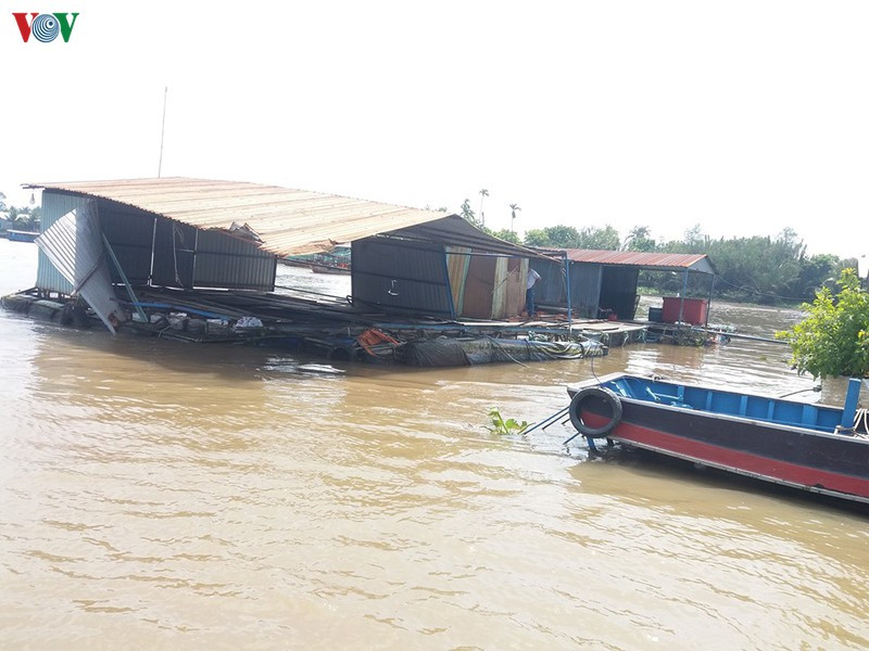 Nuôi cá bè trên sông Tiền tại thành phố Mỹ Tho thường xuyên bị rủi ro do tai nạn giao thông.